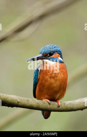 Eurasischen Kingfisher/Eisvogel (Alcedo atthis), männlicher Vogel auf einem Zweig eines Baumes, Vorderansicht, Wildlife, Europa thront. Stockfoto