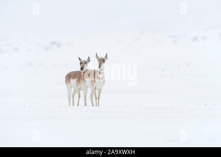 Pronghorns/Gabelboecke/Gabelantilopen (Antilocapra americana) zwei Frauen im Winter, Schneefräsen, Warten, Beobachten, Yellowstone, USA. Stockfoto