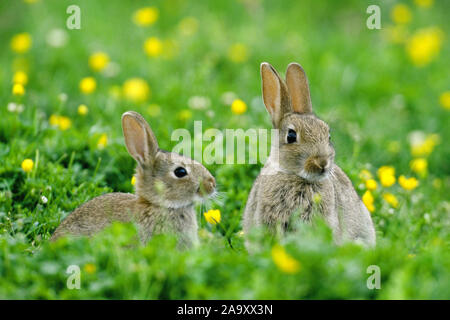 Junges Wildkaninchen - Kaninchen - Wilder Hase Stockfoto