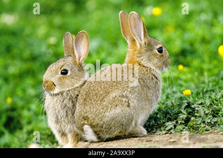 Junge Wildkaninchen - Rabbite - Wilder Hase Stockfoto