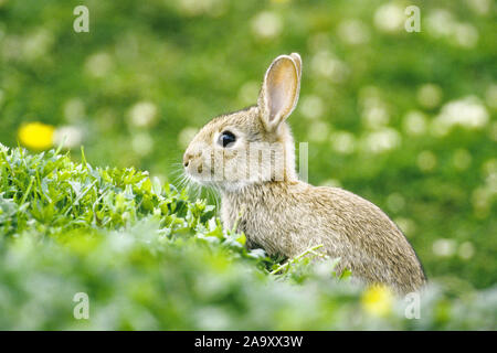 Junges Wildkaninchen - Kaninchen - Wilder Hase Stockfoto