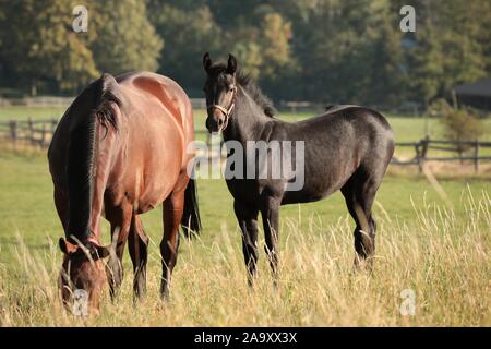 Fohlen auf der Weide zu Beginn des Herbstes. Stockfoto