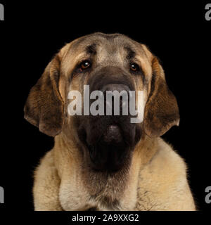 Porträt der jungen spanischen Mastiff Hund auf isolierte schwarze Hintergrund Stockfoto