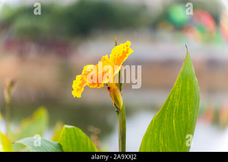 Gelbe canna Indica, die gemeinhin als indischen, afrikanischen Maranta, essbare Canna bekannt, lila Maranta, Sierra Leone Pfeilwurz, ist eine Pflanzenart in t Stockfoto