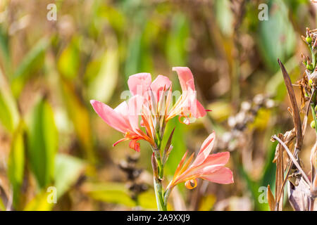 Rosa canna Indica, die gemeinhin als indischen, afrikanischen Maranta, essbare Canna bekannt, lila Maranta, Sierra Leone Pfeilwurz, ist eine Pflanzenart in der Stockfoto