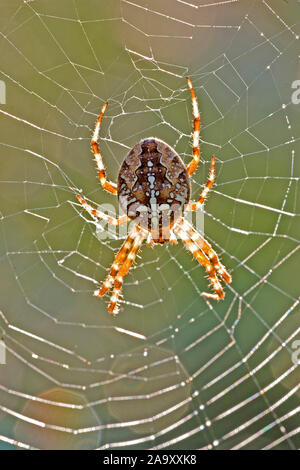 Kämpfen, Kreuzspinne, Gartenkreuzspinne, Gemeine Kreuzspinne, Araneus diadematus, spinne, Garten, Insekt, Kreuz Orbweaver, European Garden Spider, Stockfoto