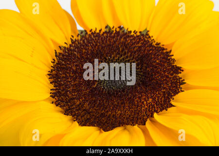Eine Sonnenblume in der Nähe zu sehen. Stockfoto