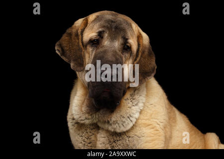 Porträt der jungen spanischen Mastiff Hund auf isolierte schwarze Hintergrund Stockfoto