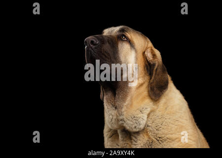 Portrait des spanischen Mastiff Hund Suchen auf isolierte schwarze Hintergrund Stockfoto