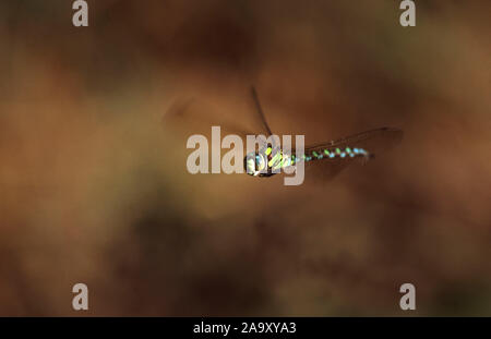 Blaugrüne Mosaikjungfer im Flug; Migrant Hawker im Flug; Aeshna mixta, Schwäbische Alb, Deutschland Stockfoto