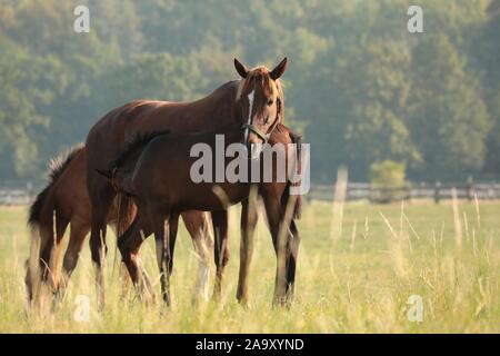 Die Stute ist Fütterung Nachkommen auf die Wiese. Stockfoto
