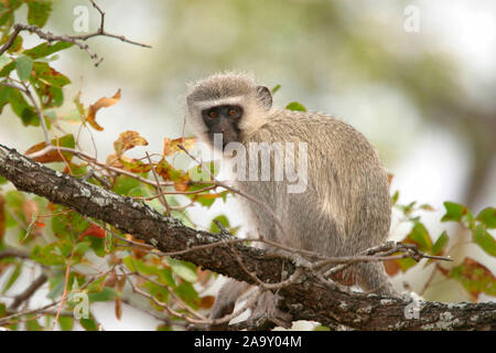 Grüne Meerkatze im Baum; Meerkatze im Baum; Cercopithecus aethiops; Krüger NP, Südafrika Stockfoto