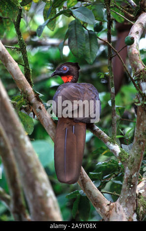 Rotbauchguan sitzt in Baum im Regenwald; Crested Guan sitzen auf Baum im Regenwald; Penelope purpurascens; La Selva Biological Station, Costa Rica Stockfoto