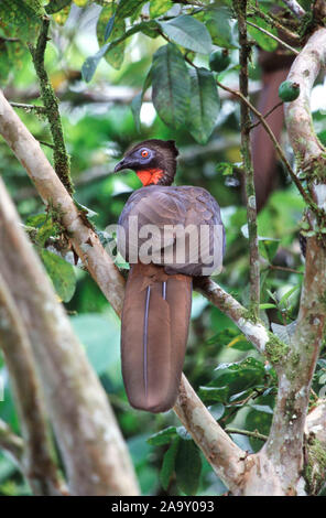 Rotbauchguan sitzt in Baum im Regenwald; Crested Guan sitzen auf Baum im Regenwald; Penelope purpurascens; La Selva Biological Station, Costa Rica Stockfoto