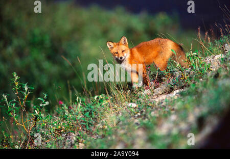 Rotfuchswelpe Red fox Pubs; Vulpes vulpes; Denali NP, Alaska, USA Stockfoto