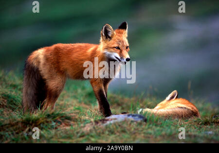 Zwei spielende Rotfuchswelpen in Fels; zwei Spielen Red Fox Pubs in Fels; Vulpes vulpes; Denali NP, Alaska, USA Stockfoto