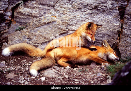 Zwei spielende Rotfuchswelpen; zwei Spielen Red fox Pubs; Vulpes vulpes; Denali NP, Alaska, USA Stockfoto