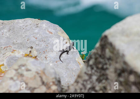 Salamander auf Riff Stockfoto