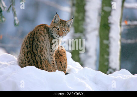 Luchs im Winterwald; Luchs im Winter Wald; Lynx lynx, Bayerischer Wald, Deutschland Stockfoto