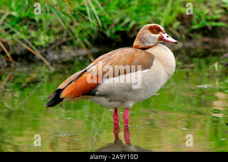 Nilgans e im Fluss; ägyptische Gans stehend in Fluss; Alopochen aegyptiacus; Krüger NP, Südafrika Stockfoto