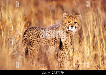 Gepardenjunges im Gras; Cheetah Kätzchen in Gras, Acinonyx jubatus; Kgalagadi Transfrontier Park, Südafrika Stockfoto