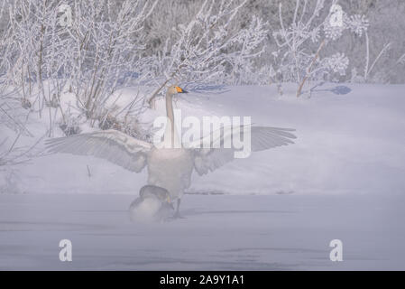 Ein schöner, weißer Schwan steht auf dem Eis eines Sees mit Flügeln, die neben der Schwäne liegen auf dem Eis an einem frostigen Wintermorgen auf dem Hintergrund o Stockfoto