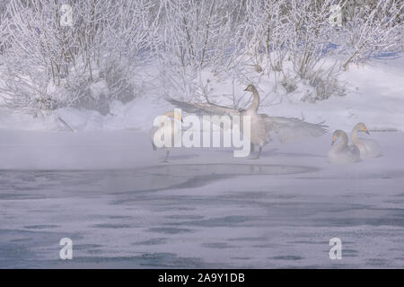 Ein schöner, weißer Schwan steht auf dem Eis eines Sees mit Flügeln, die neben der Schwäne liegen auf dem Eis an einem frostigen Wintermorgen auf dem Hintergrund o Stockfoto