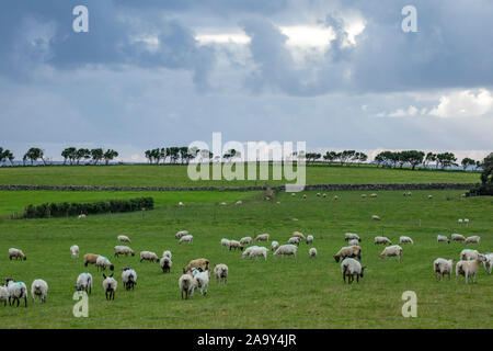 Schafe Szene in Connemara Region der Republik von Irland Stockfoto