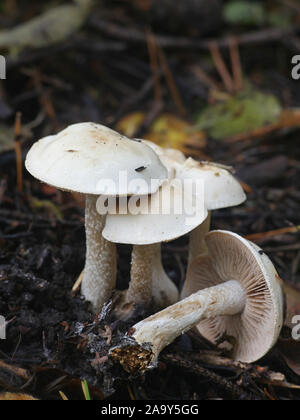 Hebeloma crustuliniforme, wie poisonpie oder Fee kuchen Pilz bekannt Stockfoto