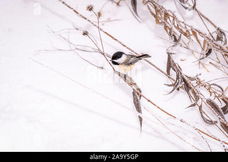 Ein Black-capped chickadee (Poecile atricapillus) thront auf Eis bedeckt Unkräuter gegen die schneebedeckten Boden. Stockfoto