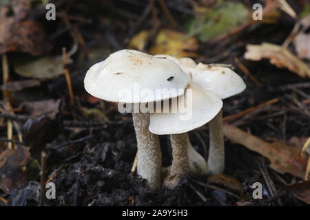 Hebeloma crustuliniforme, wie poisonpie oder Fee kuchen Pilz bekannt Stockfoto