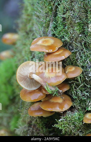 Kuehneromyces mutabilis (synonym: Pholiota mutabilis), bekannt als die ummantelten woodtuft, wilde essbare Pilze aus Finnland Stockfoto