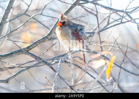 Eine weibliche Kardinal (Cardinalis cardinalis) in einem Baum im Winter thront. Stockfoto