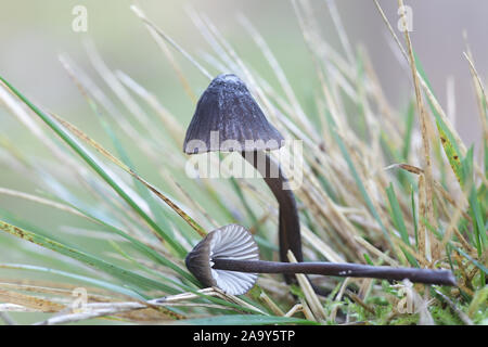 Mycena Mycena galopus leucogala oder Var. leucogala, bekannt als das Melken Motorhaube oder die Milch-drop mycena Stockfoto