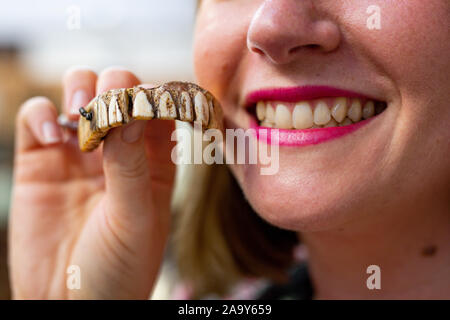 Isabel Murtough, einem Schätzer an Hansons Auktionatoren in Derbsyhire, mit einem 200 Jahre alten Satz von falsche Zähne, von denen erwartet wird, dass sie für bis zu £ 7.000 an der Auktion am 25. November zu verkaufen. Stockfoto