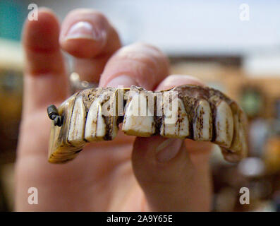 Isabel Murtough, einem Schätzer an Hansons Auktionatoren in Derbsyhire, mit einem 200 Jahre alten Satz von falsche Zähne, von denen erwartet wird, dass sie für bis zu £ 7.000 an der Auktion am 25. November zu verkaufen. Stockfoto