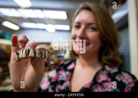 Isabel Murtough, einem Schätzer an Hansons Auktionatoren in Derbsyhire, mit einem 200 Jahre alten Satz von falsche Zähne, von denen erwartet wird, dass sie für bis zu £ 7.000 an der Auktion am 25. November zu verkaufen. Stockfoto