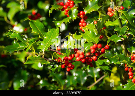 Stechpalme (Ilex Aquifolium) mit leuchtend roten Beeren und stachelige Blätter, oft für Weihnachten Dekorationen verwendet Stockfoto