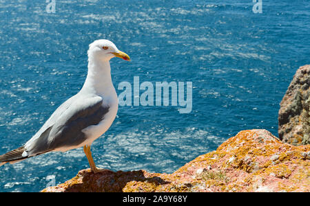 Möwe auf dem Ufer gegen helles blaues Wasser, Berlengas, Portugal Stockfoto