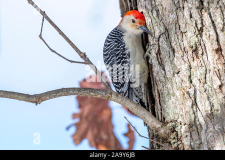 Ein männlicher Red-bellied Woodpecker (Melanerpes carolinus) thront auf einem Baum im Winter. Stockfoto