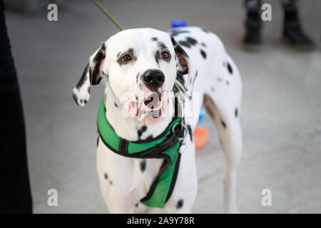 Dalmatiner mit offenen Mund schließen. Große, weiße Hund mit schwarzen Flecken auf eine grüne Leine. Inländische reinrassigen Hund für einen Spaziergang. Stockfoto