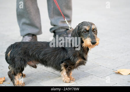 Schwarzer dackel mit braunen Flecken im Gesicht und an den Beinen. Miniatur Wire-haired Dackel auf einem roten Leine, steht auf einem grauen ebnet Platte zu Füßen des Stockfoto