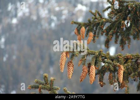Edle Tanne und Kegel im Winter in den Bergen, Abies procera Hastata tanne Nobilis Stockfoto