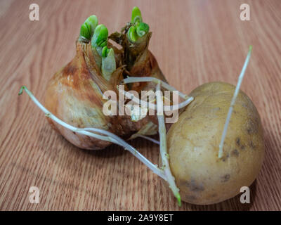 Zwiebel und Kartoffeln sprießen Stockfoto