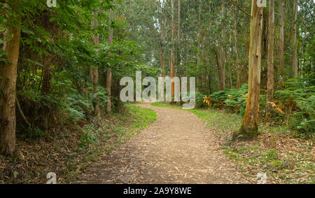 Ruhiger weg ohne Menschen unter Eukalyptusbäumen auf der asturischen Küste in Spanien. Stockfoto