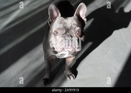 Französische bulldor Portrait zu Hause suchen, um sich mit den traurigen Gesichtsausdruck Stockfoto