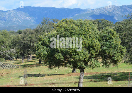 Öffnen eiche Woodland (Dehesas) in Azuel, Sierra Morena (Andalusien, Südspanien), einer der letzten Hochburgen der Iberische Luchs Stockfoto