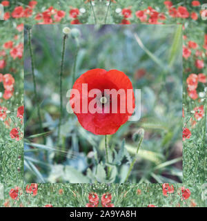 Roter Mohn im Feld Stockfoto