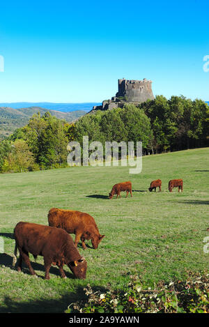 Salers Kühe grasen in der Auvergne vor Saint-nectaire Stockfoto