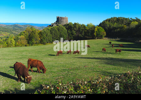 Salers Kühe grasen in der Auvergne vor Saint-nectaire Stockfoto
